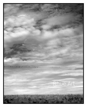 21 Birds, Farm, Inver, Ross-shire, Scotland 2005 edition of 30Giclee archival print600x700mm�0Unframed �0