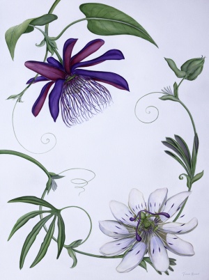 Passiflora Watercolour on Paper29 x 40 inches