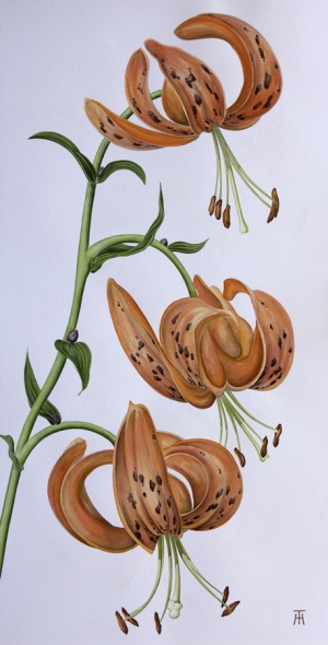 Martagon LilyWatercolour on Paper43 x 28 inches